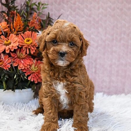 micro mini doodles for sale