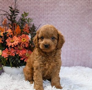 mini goldendoodle puppies