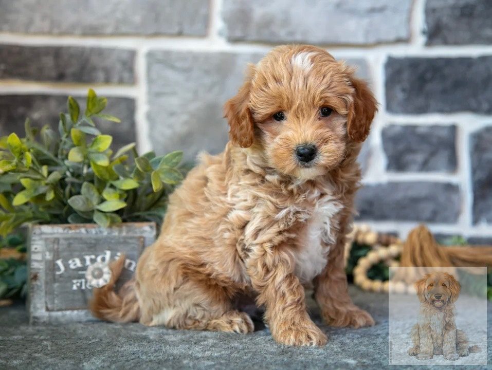 Mini goldendoodle puppy Florida – adorable micro doodle for sale Designer Mini Doodles