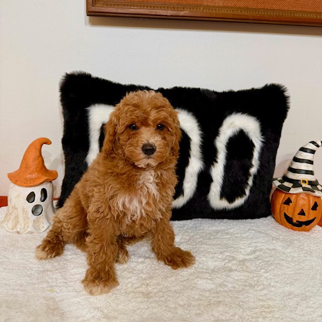 Mini Goldendoodle breeders in Alabama