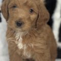 micro goldendoodle puppies
