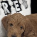 mini goldendoodle for sale