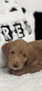 mini goldendoodle for sale