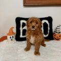 Mini golden doodle puppies