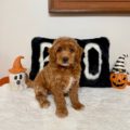 mini goldendoodle breeders