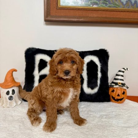 micro mini golden doodle puppy for sale