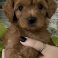 micro mini golden doodle puppies