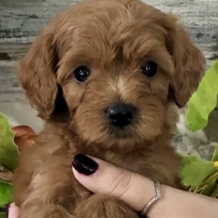 micro golden doodle puppies near me