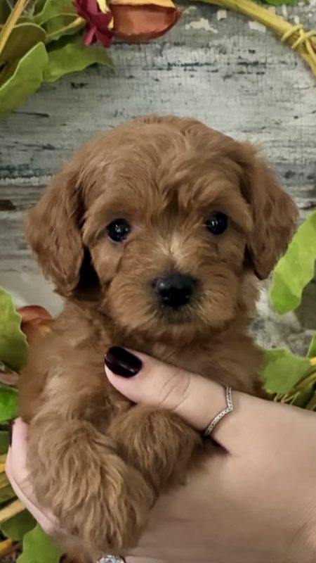 micro golden doodle puppies near me