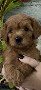 micro goldendoodle puppies