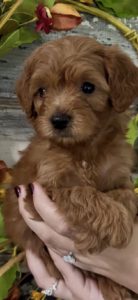 mini goldendoodle puppies near me