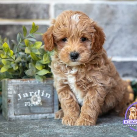 micro mini golden doodle puppies for sale