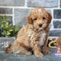 micro goldendoodle for sale