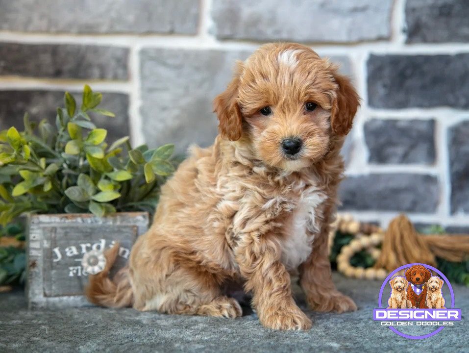 Micro mini goldendoodle for sale Florida – Designer Mini Doodles USA #1 micro doodle breeder