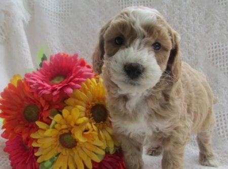 Micro Goldendoodle puppies for sale