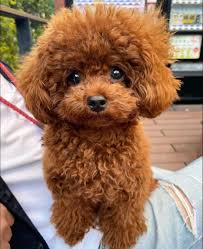 toy poodle image 1