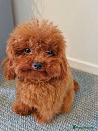 toy poodle image 3