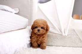 toy poodle image 2