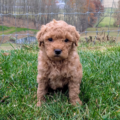 Mini Goldendoodle puppies for sale