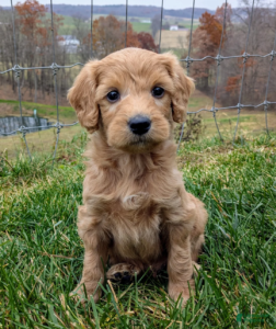 Mini Doodles for sale in Florida