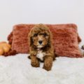 micro mini goldendoodle puppies