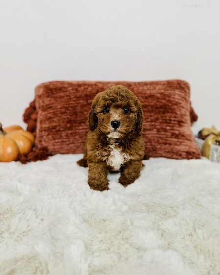 Adorable mini goldendoodle puppy Florida – fluffy teddy bear doodle from Designer Mini Doodles