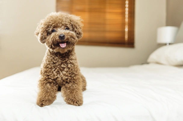 toy poodle puppy 2 enjoying life