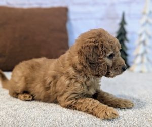 best goldendoodle breeders