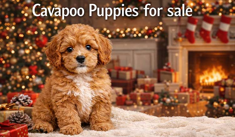 cavapoo puppies for sale