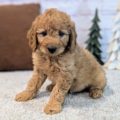 mini golden doodle puppies