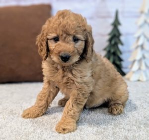 mini golden doodle puppies