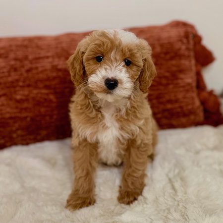 Fluffy toy golden doodle puppy looking up at the camera