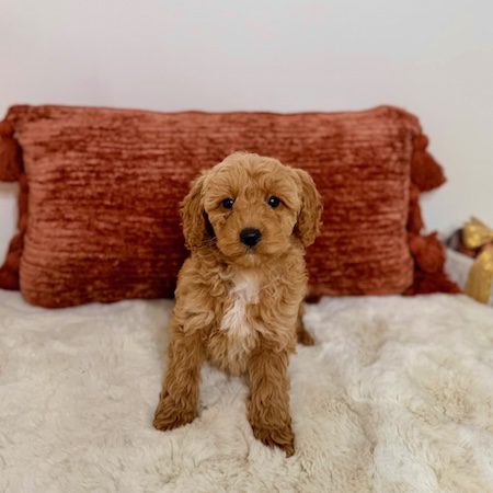 mini goldendoodle puppies near me