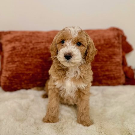 Adorable toy golden doodle puppy sitting on shag rug