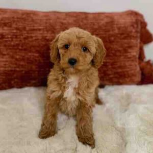 micro goldendoodles for sale