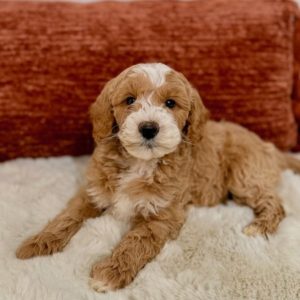 mini golden doodle puppies near me