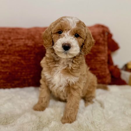 mini golden doodle puppies