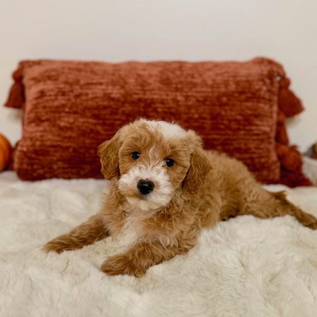 Toy golden doodle puppy sitting in front of decorative pillows