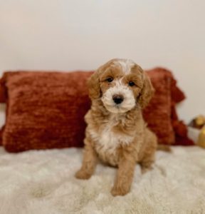 mini goldendoodle puppies
