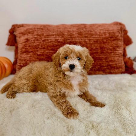 micro goldendoodle puppy for sale