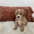 mini golden doodle puppies near me