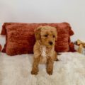 micro doodle puppies for sale