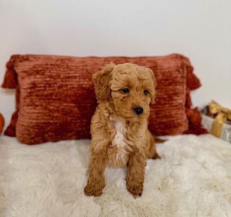 micro doodle puppies for sale