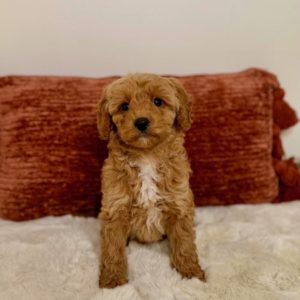 mini goldendoodle puppies