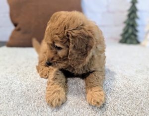 mini goldendoodle puppy