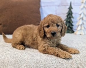 mini goldendoodles near me