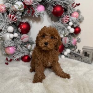 toy doodle puppies for sale