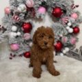 toy goldendoodle breeders near me
