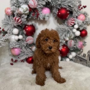 toy goldendoodle breeders near me