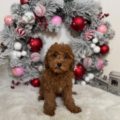 toy goldendoodle for sale